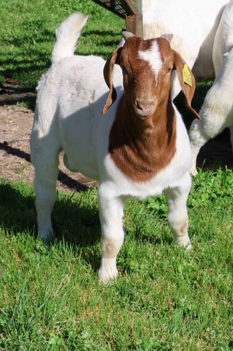 Bear Creek BC R1382 - Boer Goat Buck