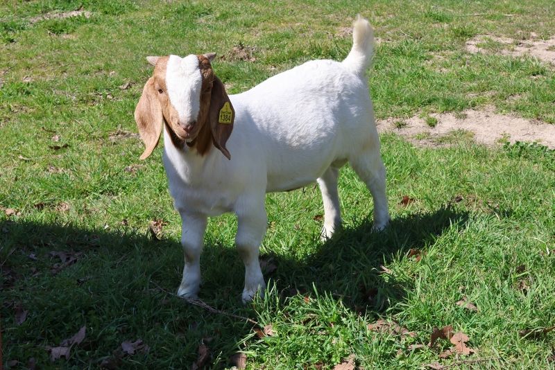 Bear Creek BC R1384 - Boer Goat Buck