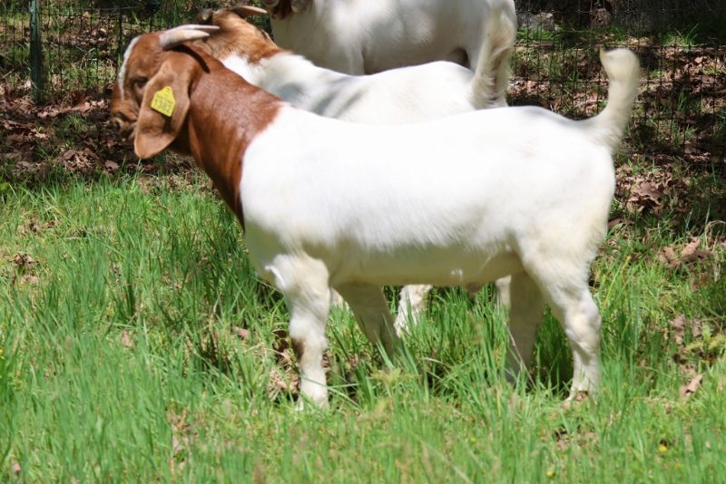 Bear Creek BC R1382 - Boer Goat Buck