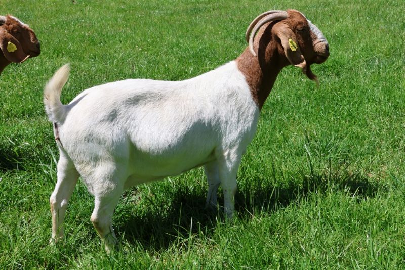 Bear Creek BC J1116 Cheetah's Pride Reg # 10812121 - Boer Goat Doe