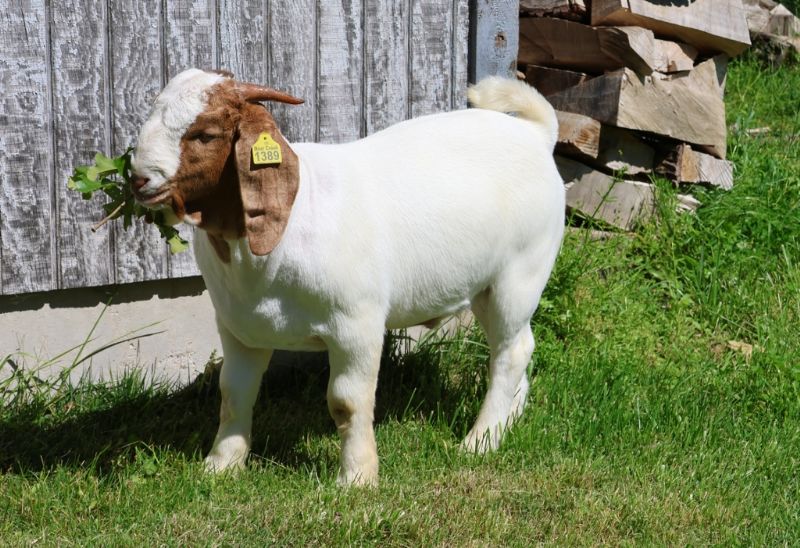 Bear Creek BC R1389 - Boer Goat Buck