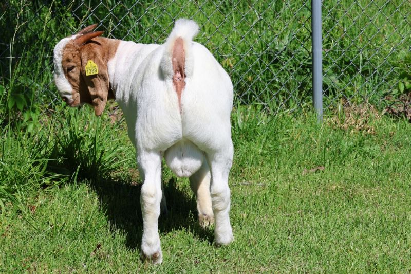 Bear Creek BC R1389 - Boer Goat Buck