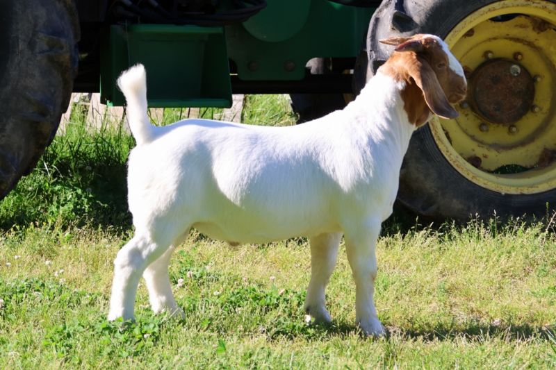 Bear Creek BC R1384 - Boer Goat Buck