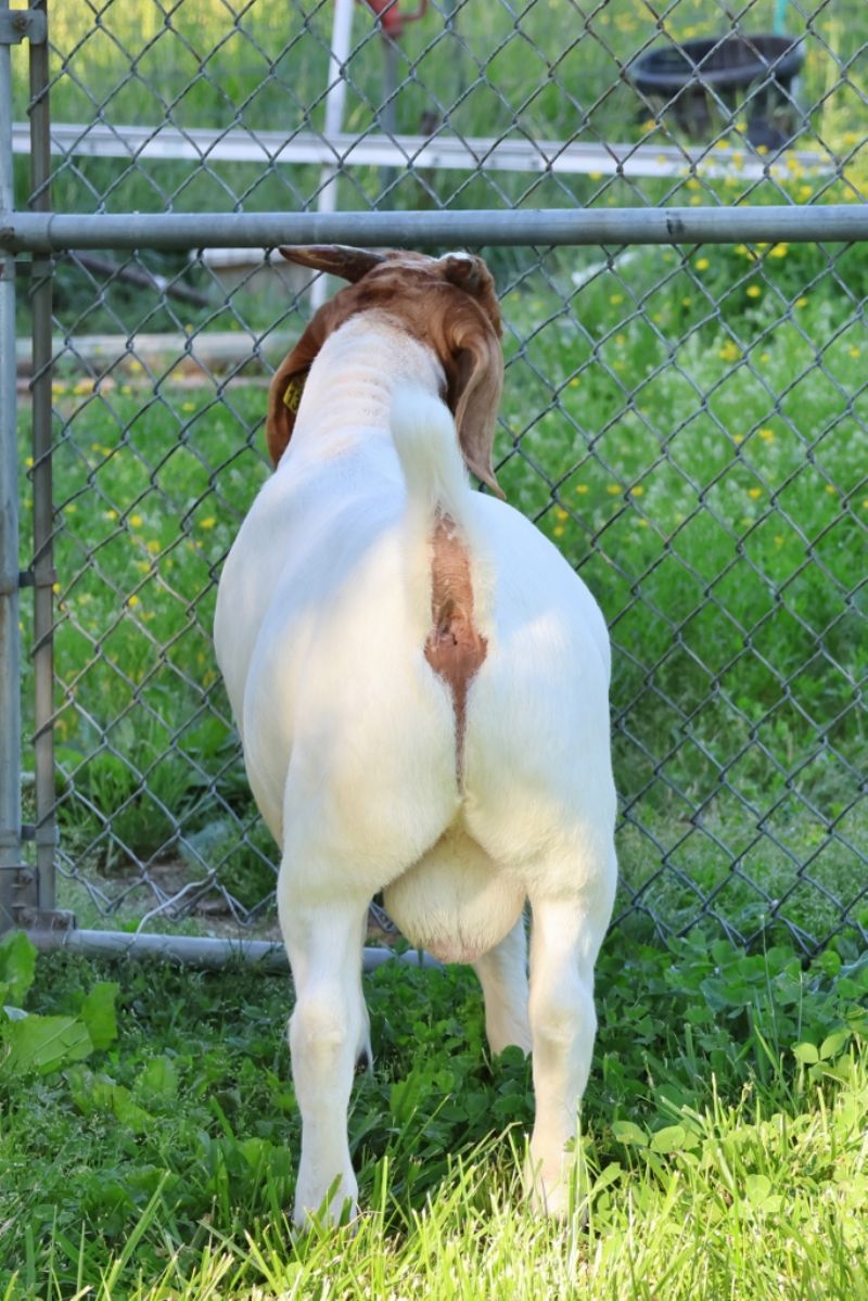 Bear Creek BC R1384 - Boer Goat Buck