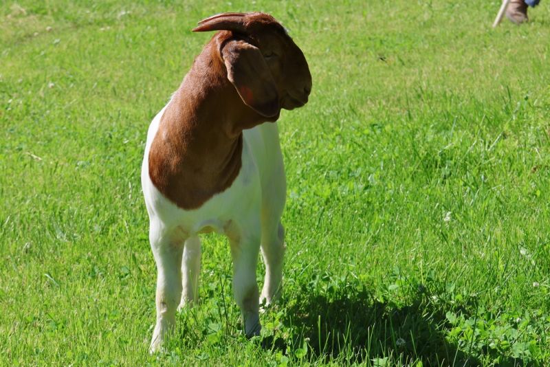 Bear Creek BC R1382 - Boer Goat Buck