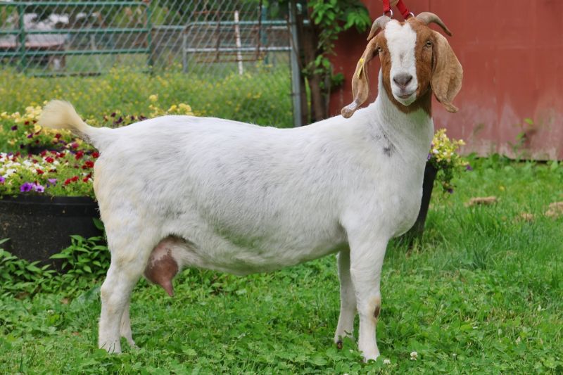 Bear Creek BC M1223 Claire Reg # 10955904 - Boer Goat Doe