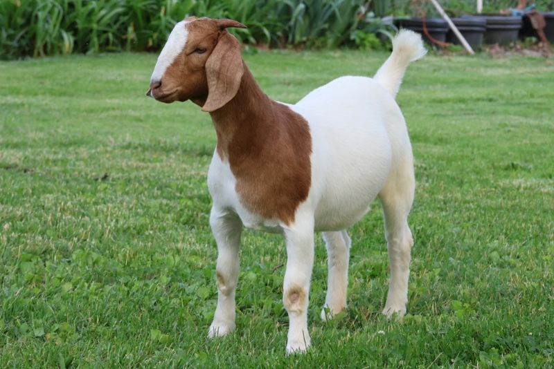 Bear Creek BC R1390 - Boer Goat Doe