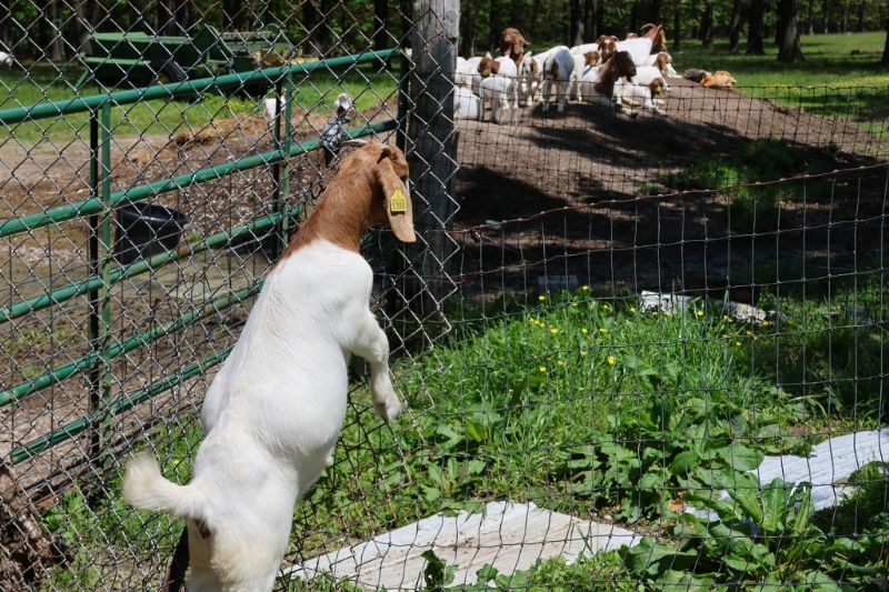 Doe Kids and Older Does LIST - Boer Goat Doe