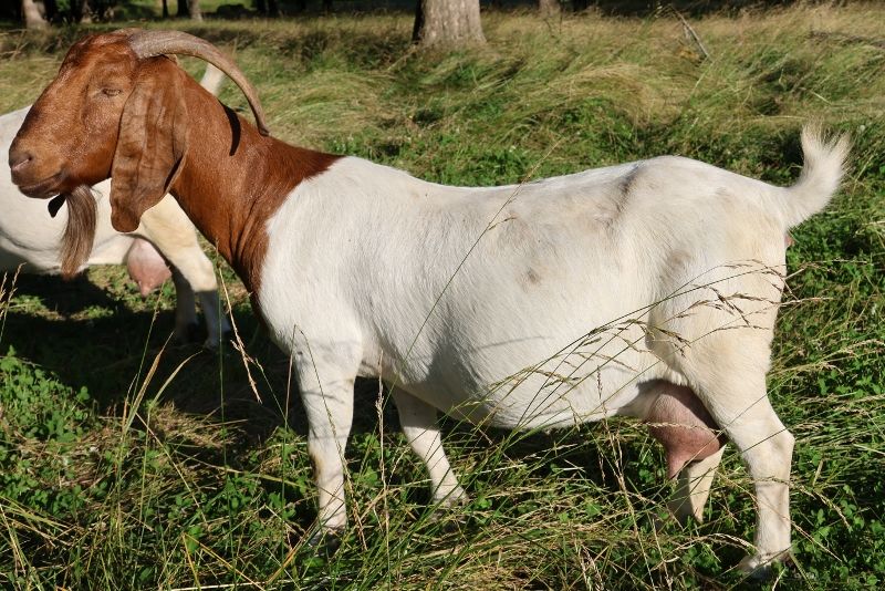 Bear Creek BC K1155 Hometown Girl - Boer Goat Doe