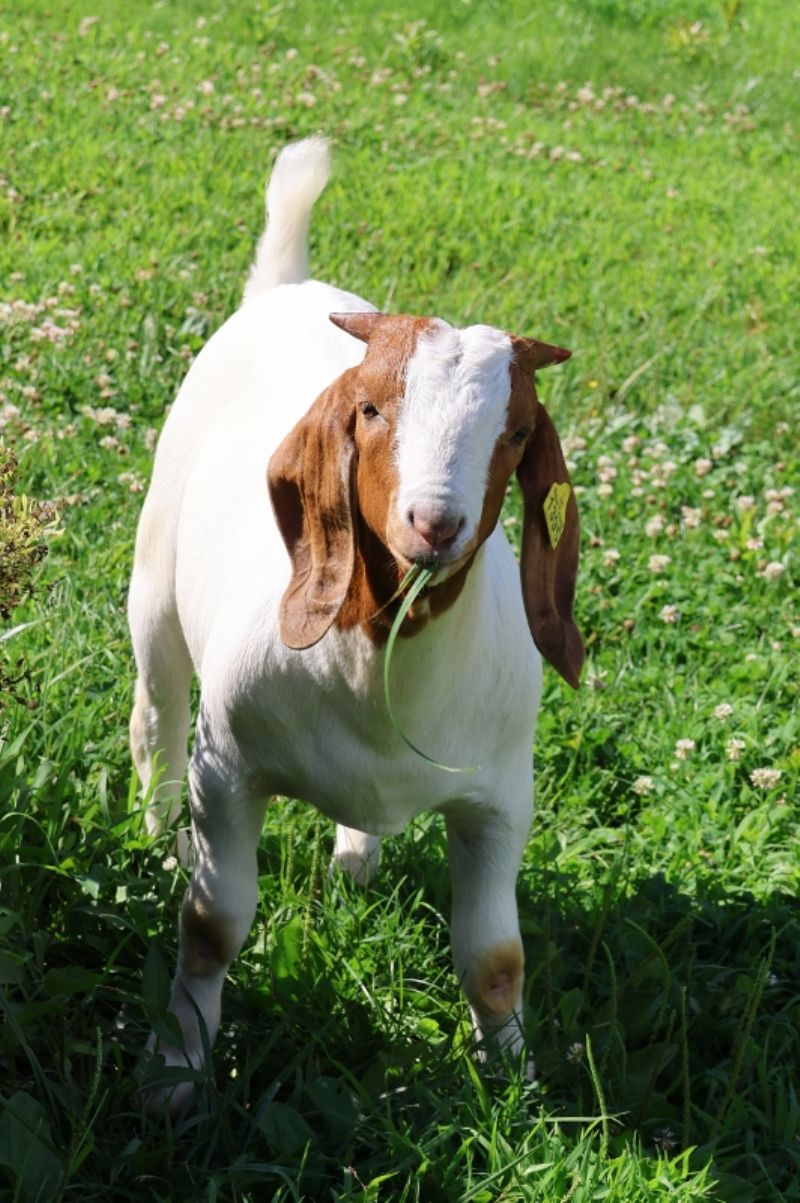 Bear Creek BC S1395 - Boer Goat Buck