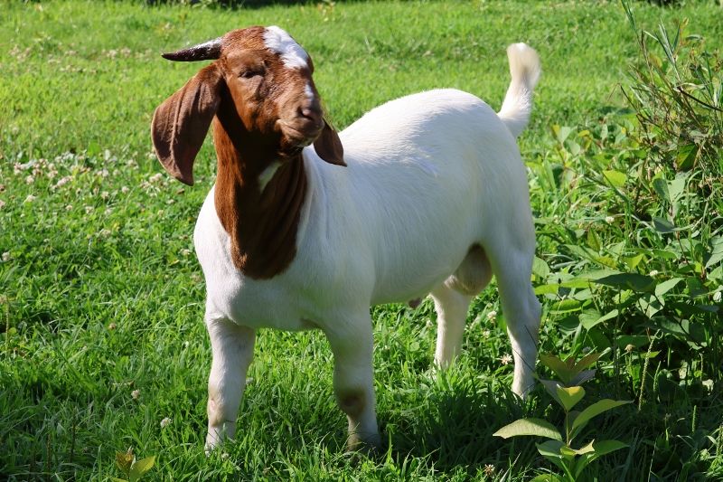Bear Creek BC S1401 Storm Chaser - Boer Goat Buck