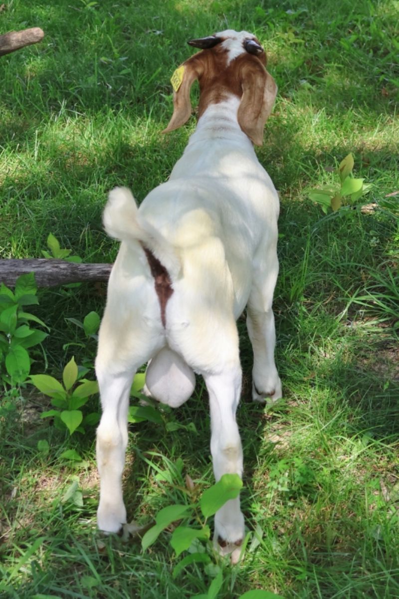 Bear Creek BC S1414 - Boer Goat Buck