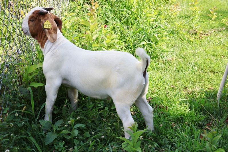 Bear Creek BC S1414 - Boer Goat Buck