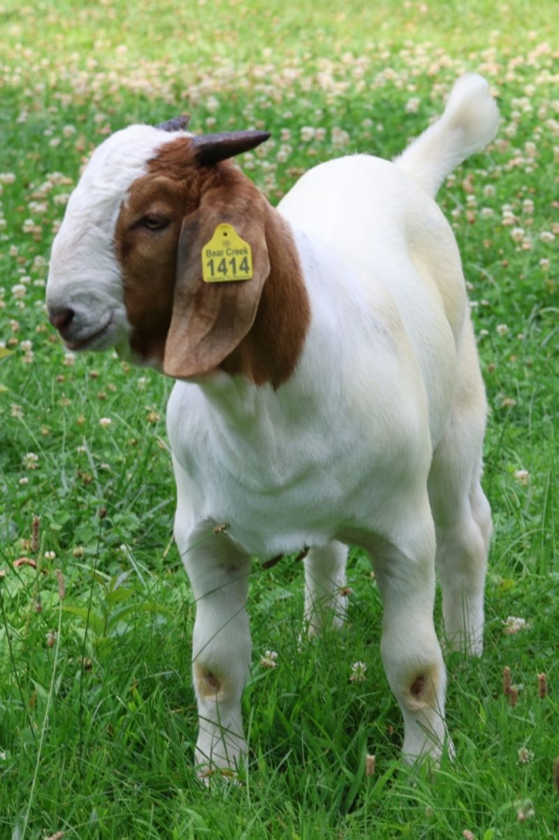 Bear Creek BC S1414 - Boer Goat Buck