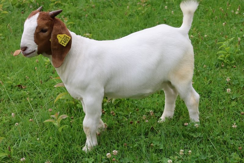 Bear Creek BC S1405 - Boer Goat Buck