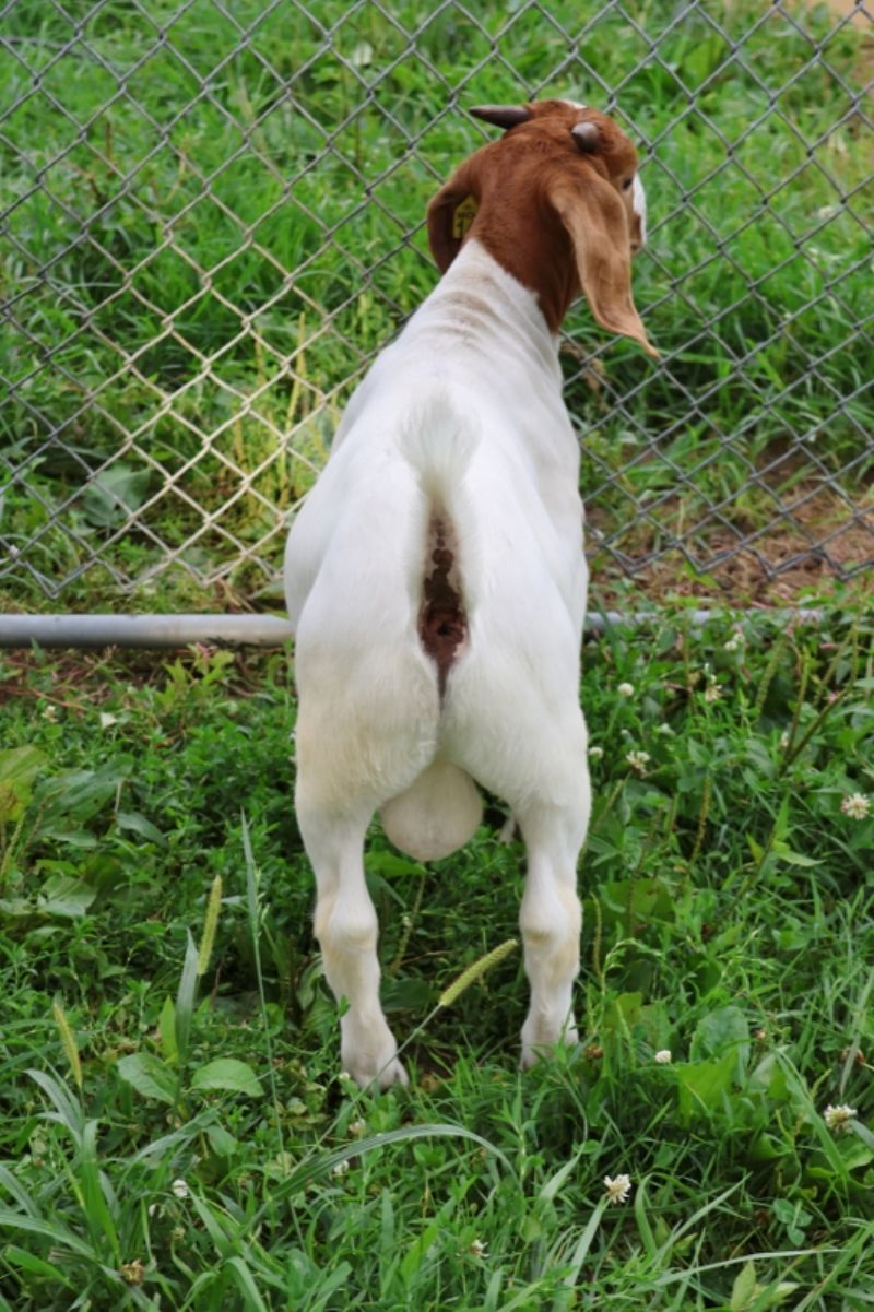 Bear Creek BC S1405 - Boer Goat Buck