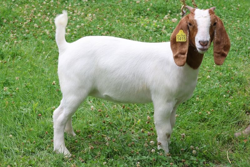 Bear Creek BC S1415 - Boer Goat Doe