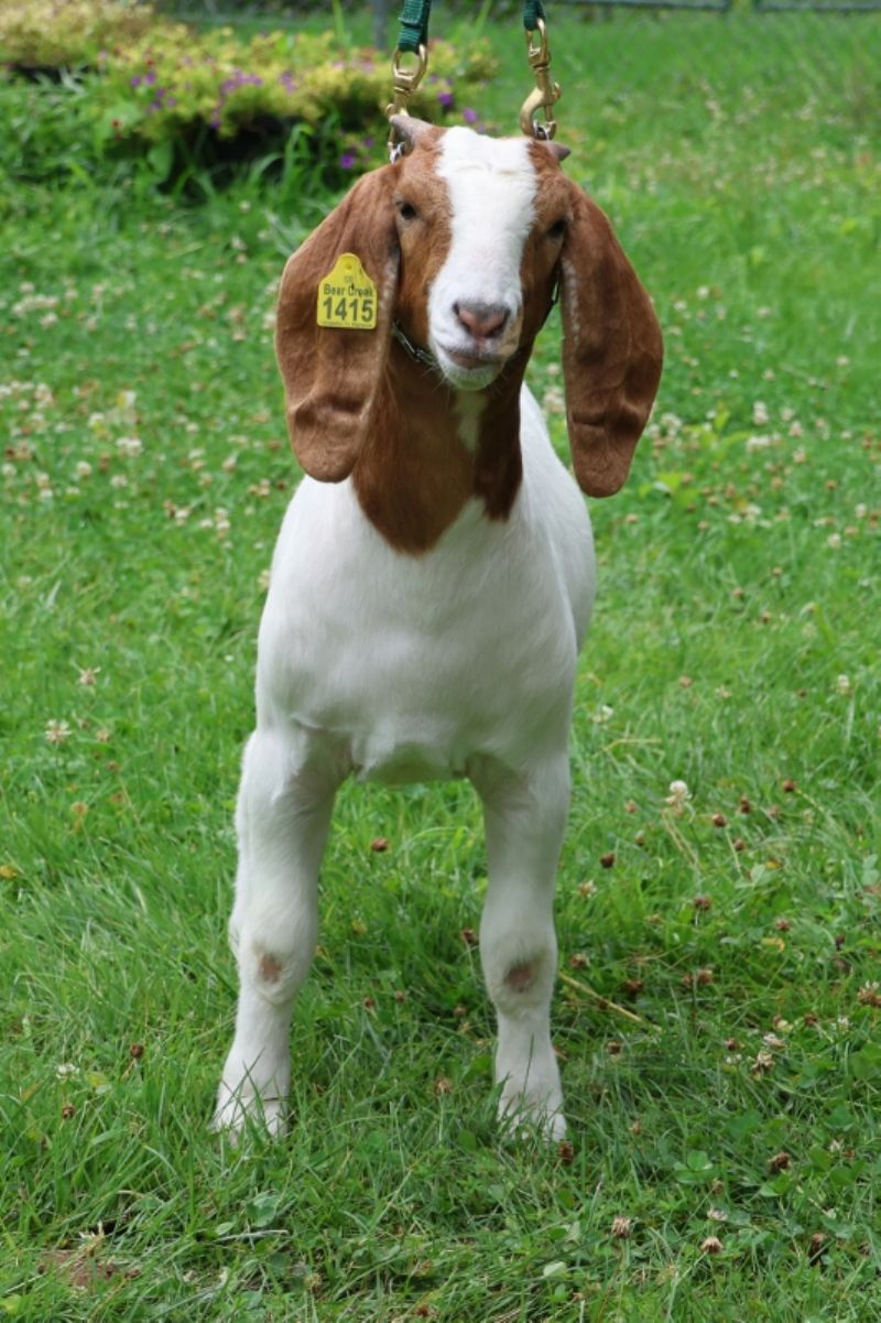 Bear Creek BC S1415 - Boer Goat Doe