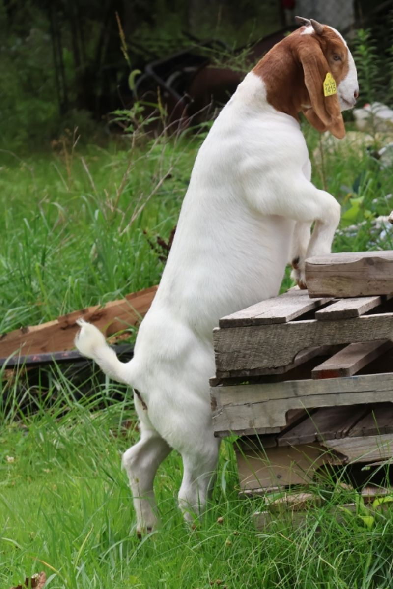 Bear Creek BC S1415 - Boer Goat Doe
