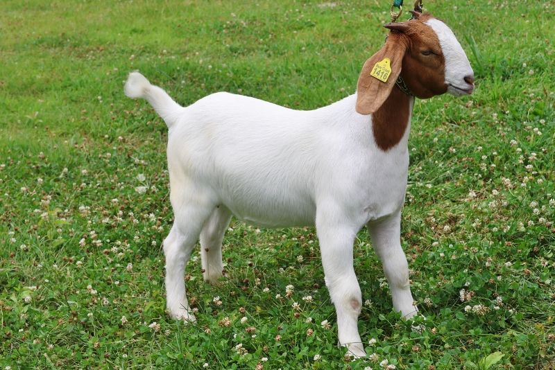 Bear Creek BC S1416 - Boer Goat Doe
