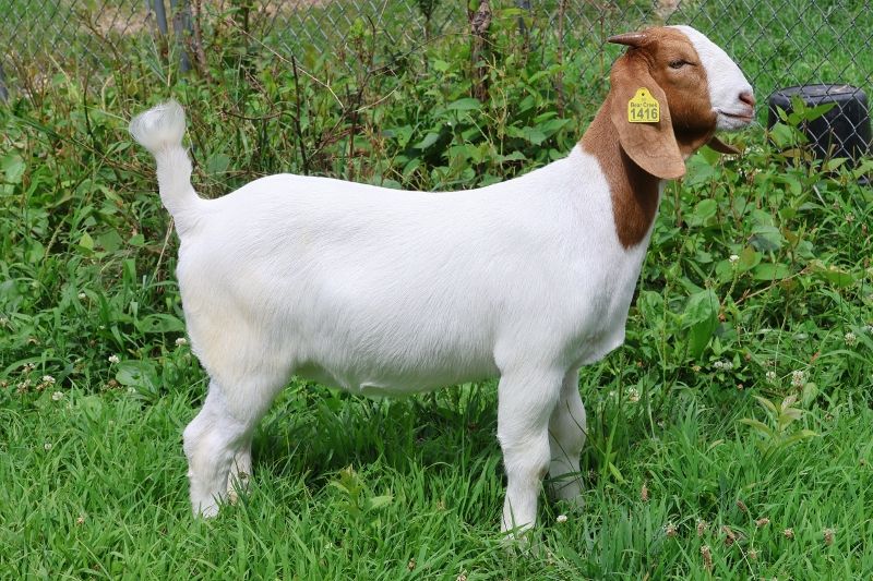 Bear Creek BC S1416 - Boer Goat Doe