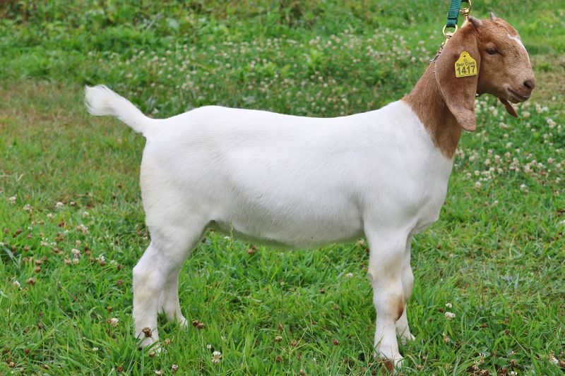 Bear Creek BC S1417 - Boer Goat Doe