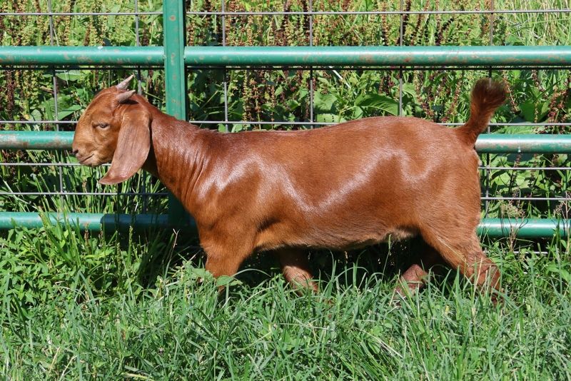 Bear Creek BC S1418 - Boer Goat Doe