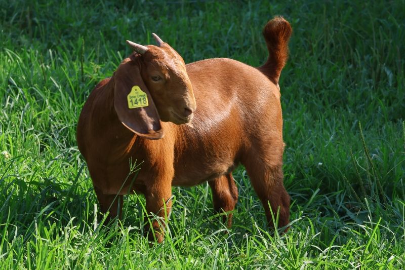 Bear Creek BC S1418 - Boer Goat Doe