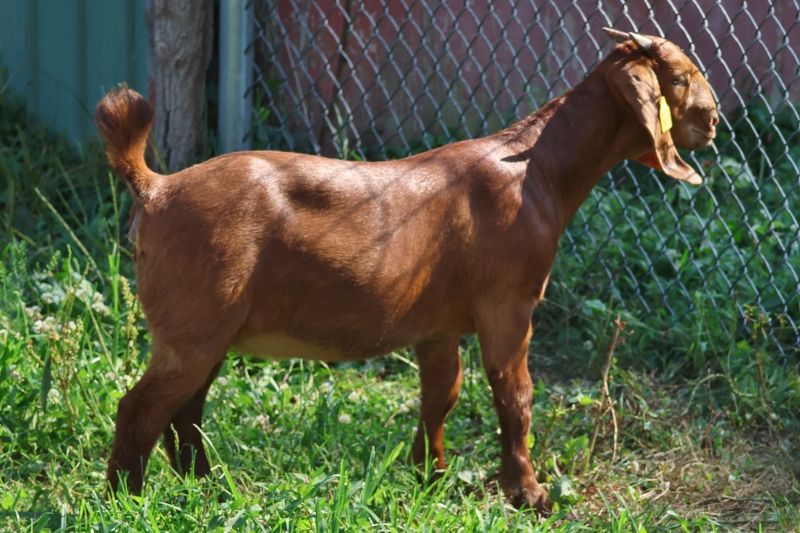 Bear Creek BC S1418 - Boer Goat Doe