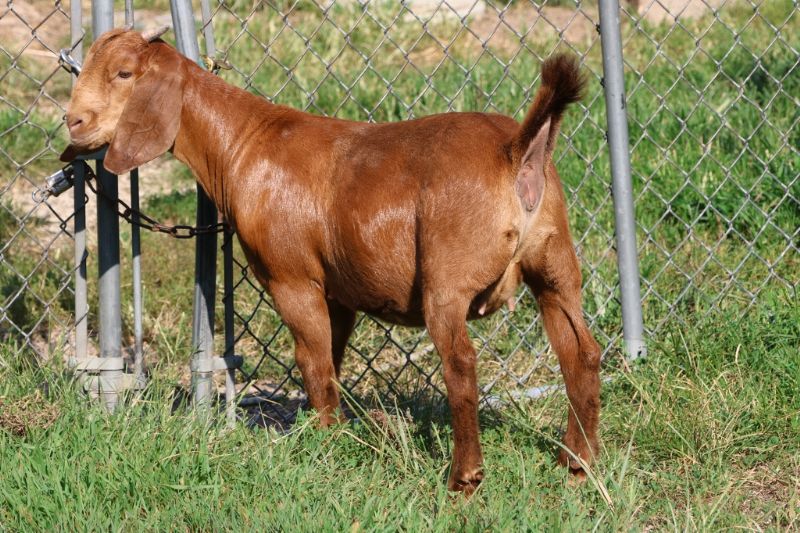 Bear Creek BC S1419 - Boer Goat Doe