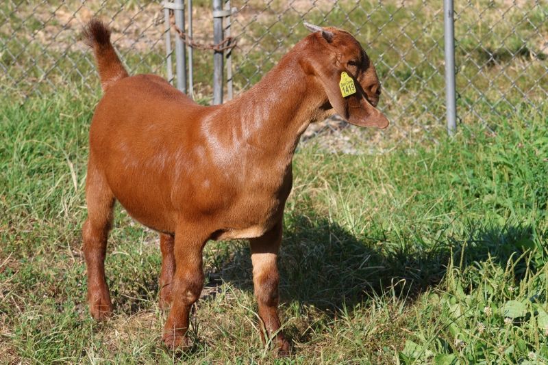Bear Creek BC S1419 - Boer Goat Doe