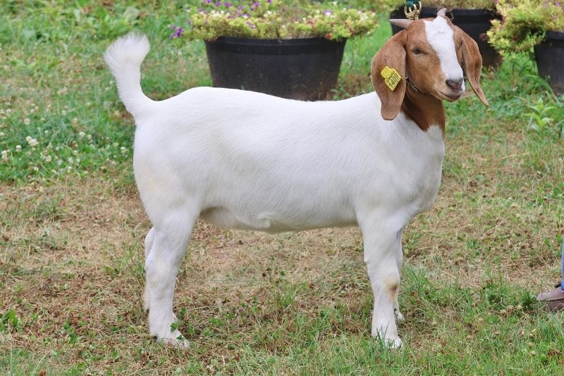 Bear Creek BC S1309 - Boer Goat Doe