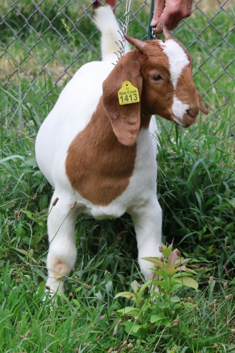 Bear Creek BC S1413 - Boer Goat Doe