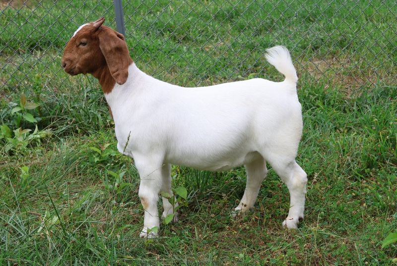 Bear Creek BC S1413 - Boer Goat Doe
