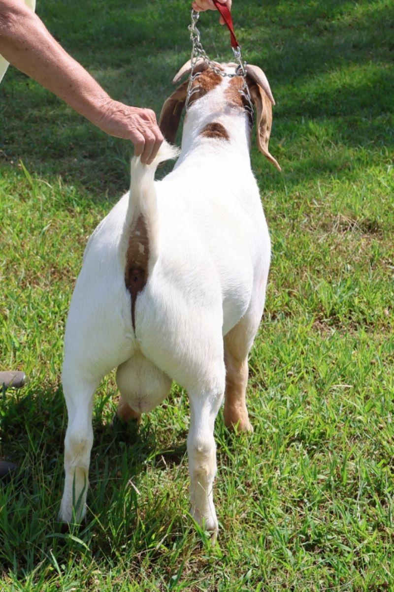 Bear Creek BC S1380 Gabriel - Boer Goat Buck