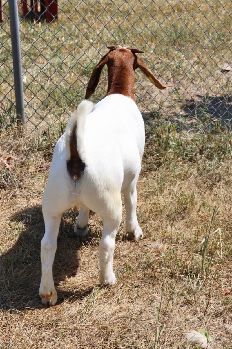 Bear Creek BC S1410 - Boer Goat Doe