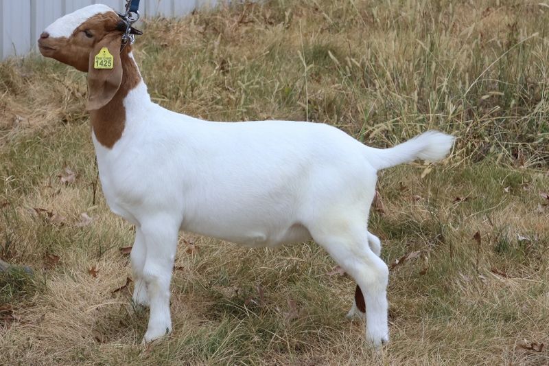 Bear Creek BC S1425 - Boer Goat Buck