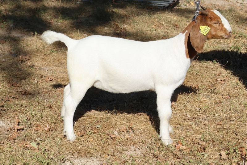 Bear Creek BC S1426 - Boer Goat Doe