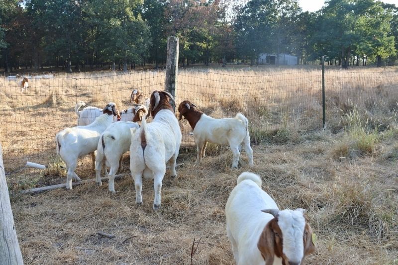 Bear Creek BC R Various - Boer Goat Buck