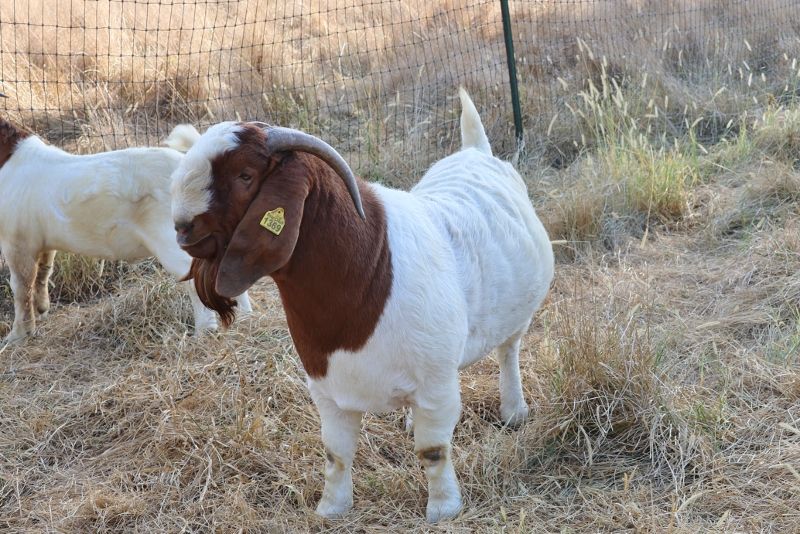 Bear Creek BC R Various - Boer Goat Buck