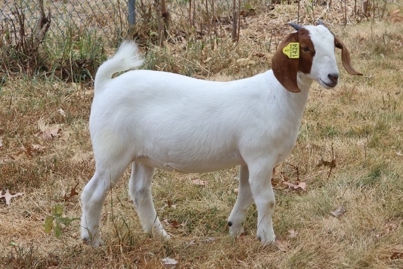 Bear Creek BC S1424 - Boer Goat Doe